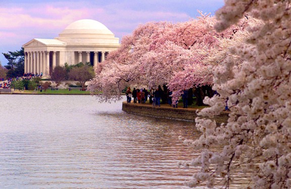 Cherry Blossom Festival in DC