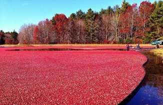 Cranberry Harvest