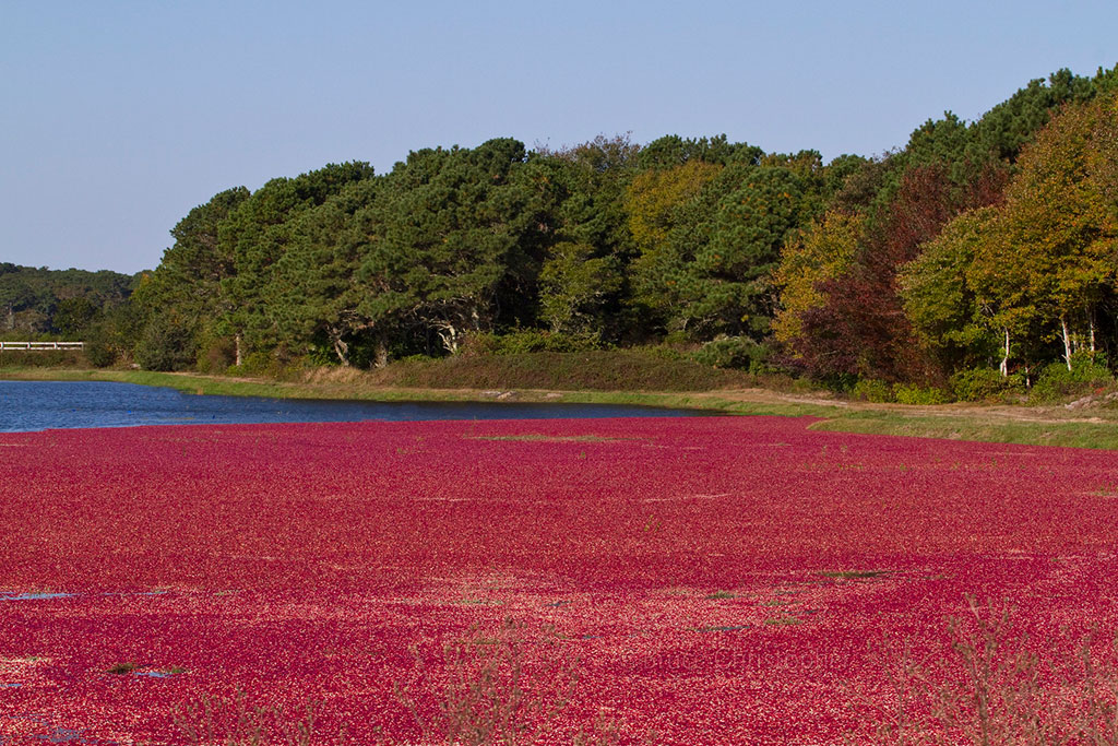 Cranberry Harvest